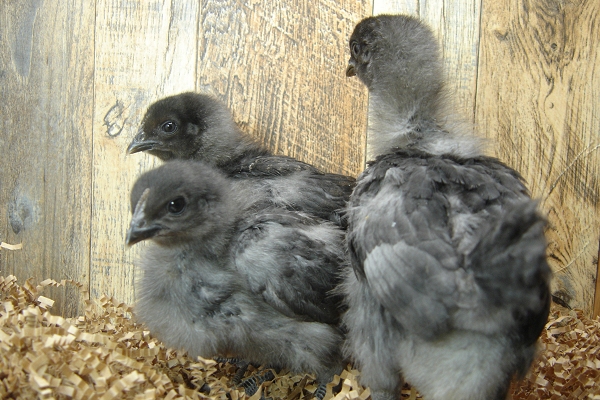 3 Pullet Chicks Week 2 - Steel Blue Novagen